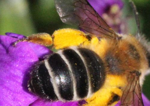 Andrena gravida
